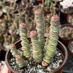 Baby Necklace Crassula Rupestris Succulent Live Plant 2 inch Pot Rare