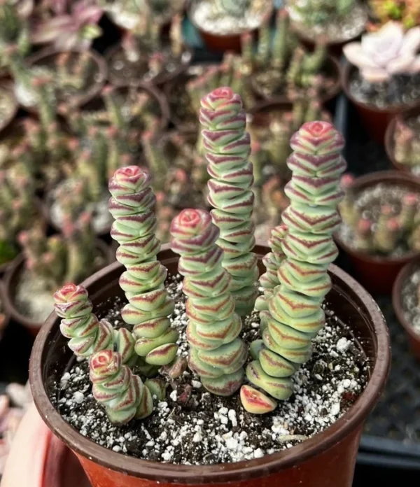 Baby Necklace Crassula Rupestris Succulent Live Plant 2 inch Pot Rare