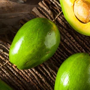 Bacon Avocado Tree - 1 Foot Grafted Tree - Shipped in Bag