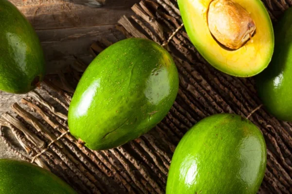 Bacon Avocado Tree - 1 Foot Grafted Tree - Shipped in Bag