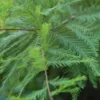 Bald Cypress Tree Quart Pot - Taxodiun Distichun Plant 6-12 Inch Tall