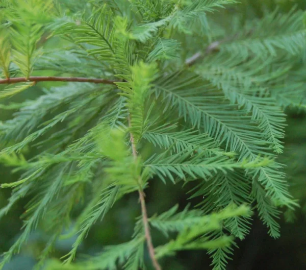 Bald Cypress Tree Quart Pot - Taxodiun Distichun Plant 6-12 Inch Tall