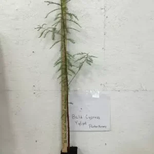 Bald Cypress Tree Quart Pot - Taxodiun Distichun Plant 6-12 Inch Tall