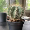 Balloon Cactus - Notocactus Magnificus - 2.5 inch Potted Succulent Hand Picked