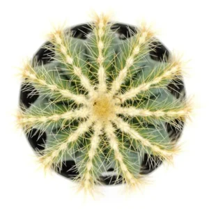 Balloon Cactus - Notocactus Magnificus - 2.5 inch Potted Succulent Hand Picked