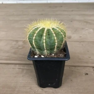 Balloon Cactus - Notocactus Magnificus - 2.5 inch Potted Succulent Hand Picked