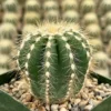 Balloon Cactus Parodia Magnifica Live Plant 4 inch Pot