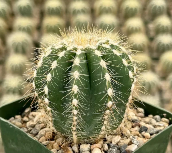 Balloon Cactus Parodia Magnifica Live Plant 4 inch Pot