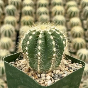 Balloon Cactus Parodia Magnifica Live Plant 4 inch Pot
