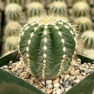 Balloon Cactus Parodia Magnifica Live Plant 4 inch Pot