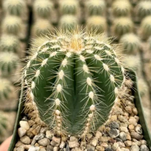 Balloon Cactus Parodia Magnifica Live Plant 4 inch Pot