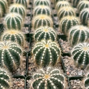 Balloon Cactus Parodia Magnifica Live Plant 4 inch Pot