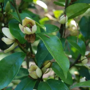 Banana Shrub Michelia Figo Plant - 6"-1ft Tall - 1 Gal Pot - Fragrant Blooms