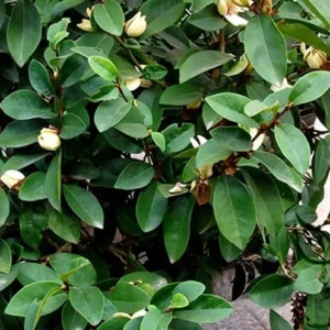 Banana Shrub Michelia Figo Plant - 6