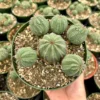 Baseball Plant Euphorbia Obesa - Rare Cactus Cluster - Potted Succulent 6 Inch