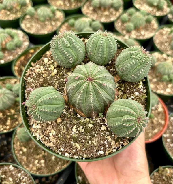 Baseball Plant Euphorbia Obesa - Rare Cactus Cluster - Potted Succulent 6 Inch