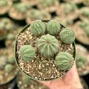 Baseball Plant Euphorbia Obesa - Rare Cactus Cluster - Potted Succulent 6 Inch