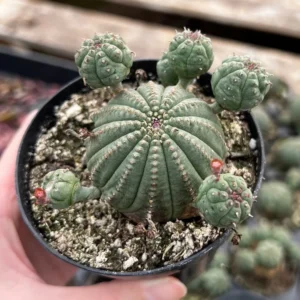 Baseball Plant Euphorbia Obesa - Rare Cactus Cluster - Potted Succulent 6 Inch