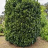 Bay Leaf Tree Sweet Bay Plant - Laurus Nobilis - 1 ft Tall Plant