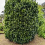 Bay Leaf Tree Sweet Bay Plant - Laurus Nobilis - 1 ft Tall Plant