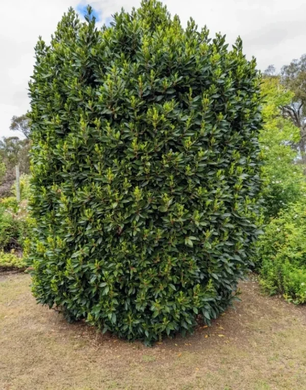 Bay Leaf Tree Sweet Bay Plant - Laurus Nobilis - 1 ft Tall Plant