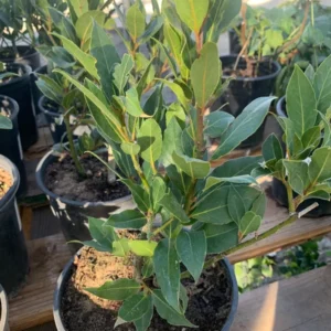 Bay Leaf Tree Sweet Bay Plant - Laurus Nobilis - 1 ft Tall Plant