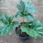 Bear's Breeches Acanthus Mollis Live Plant 6-inch Pot Ornamental