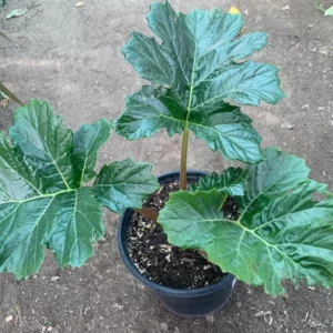 Bear's Breeches Acanthus Mollis Live Plant 6-inch Pot Ornamental