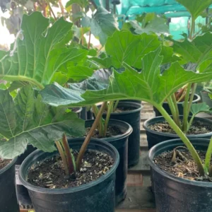 Bear's Breeches Acanthus Mollis Live Plant 6-inch Pot Ornamental