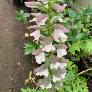 Bear's Breeches Acanthus Mollis Live Plant 6-inch Pot Ornamental