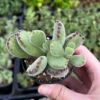 Bear's Paw Succulent Cotyledon Tomentosa Potted Small Plant - 2in Pot
