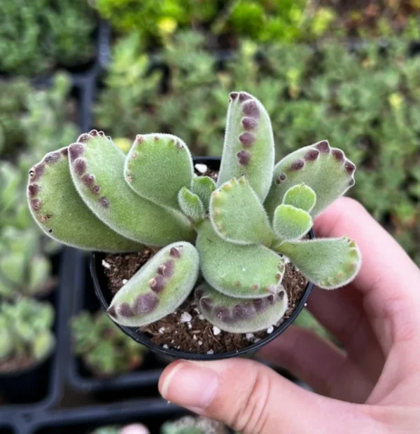 Bear's Paw Succulent Cotyledon Tomentosa Potted Small Plant - 2in Pot