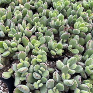 Bear's Paw Succulent Cotyledon Tomentosa Potted Small Plant - 2in Pot