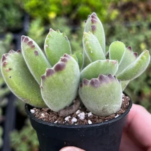 Bear's Paw Succulent Cotyledon Tomentosa Potted Small Plant - 2in Pot