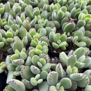 Bear's Paw Succulent Cotyledon Tomentosa Potted Small Plant - 2in Pot
