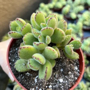 Bear's Paw Succulent Cotyledon Tomentosa Potted Small Plant - 2in Pot