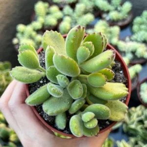 Bear's Paw Succulent Cotyledon Tomentosa Potted Small Plant - 2in Pot