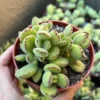 Bear's Paw Succulent Cotyledon Tomentosa Potted Small Plant - 2in Pot