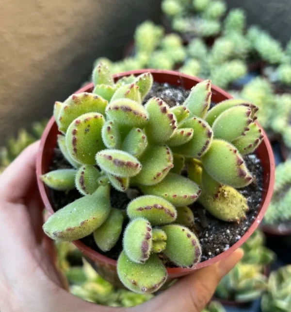 Bear's Paw Succulent Cotyledon Tomentosa Potted Small Plant - 2in Pot