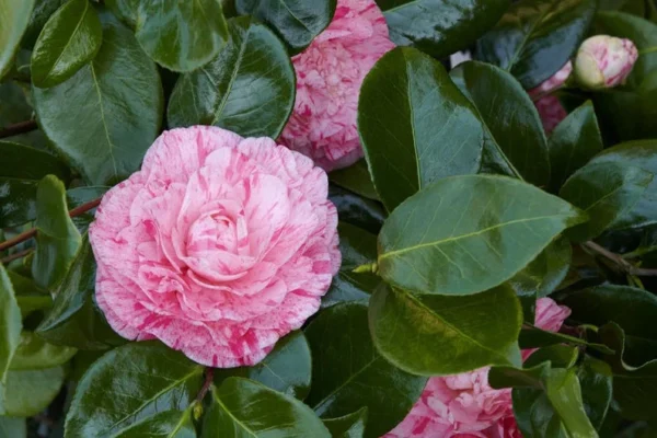 Bicolor Camellia Japonica Plant - 1 Ft Tall - 6 Inch Pot - Flowering Shrub