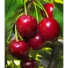 Bing Cherry Tree - Sweet Cherry Fruit Tree - 3-4 Ft - 3 Gal Pot