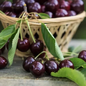 Bing Cherry Tree - Sweet Cherry Fruit Tree - 3-4 Ft - 3 Gal Pot