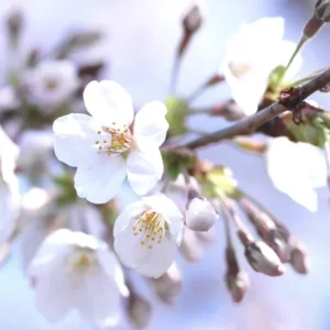 Bing Cherry Tree - Sweet Cherry Fruit Tree - 3-4 Ft - 3 Gal Pot