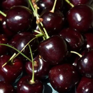 Bing Cherry Tree - Sweet Cherry Fruit Tree - 3-4 Ft - 3 Gal Pot