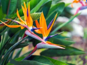Bird of paradise flowers