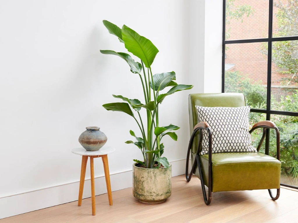 Bird of paradise indoor plants