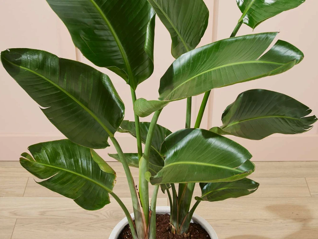 Bird of paradise plant in pots