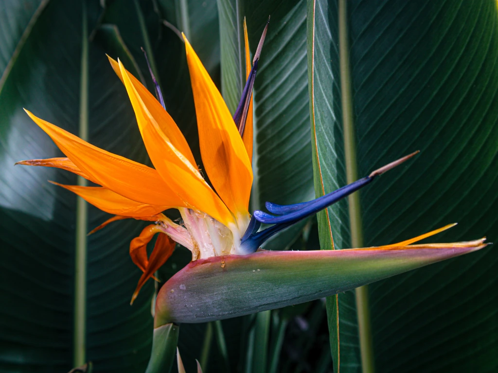 Bird of paradise