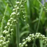 Black Cohosh Root Bulbs - Bugbane, Black Snakeroot - 5 Roots/Bulbs