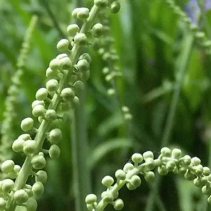 Black Cohosh Root Bulbs - Bugbane, Black Snakeroot - 5 Roots/Bulbs